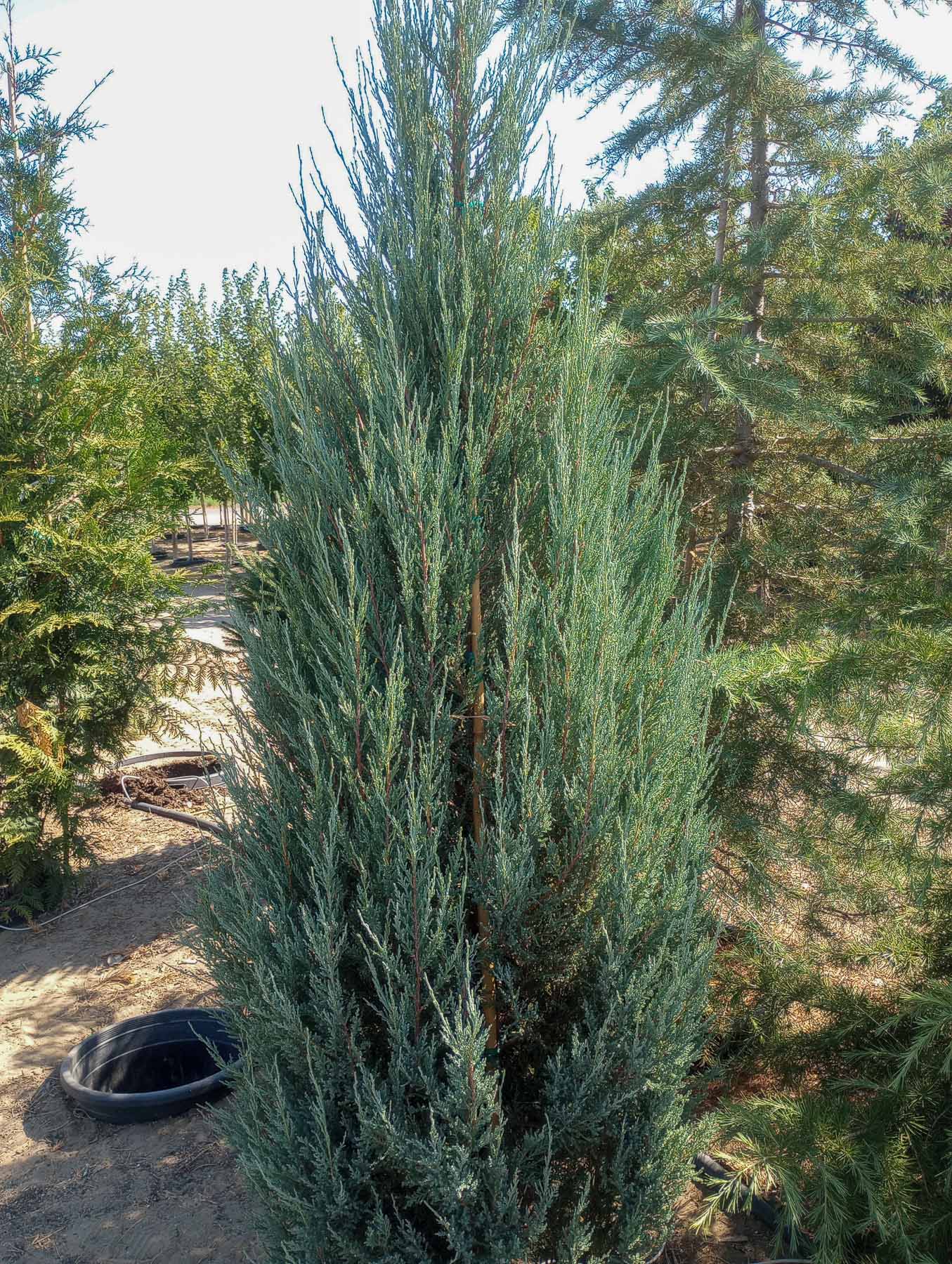Blue Arrow Juniper Garden Gate Nursery